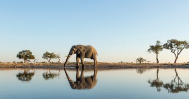 Elephants in Botswana