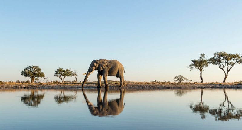 Elephants in Botswana