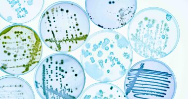 Microbiological cultures