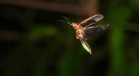 Firefly buzzing about