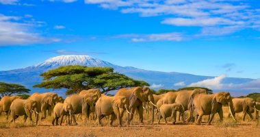 Herd of African elephants