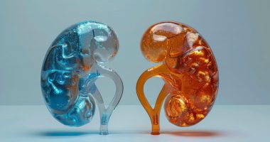 3D image of two human kidneys