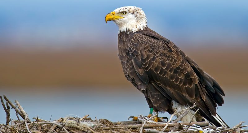 American Bald Eagle in its nest