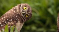 An owl cocks its head after reading the Mesoblast news