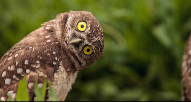 An owl cocks its head after reading the Mesoblast news