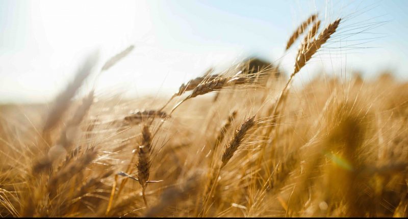 Wheat blows in the breeze