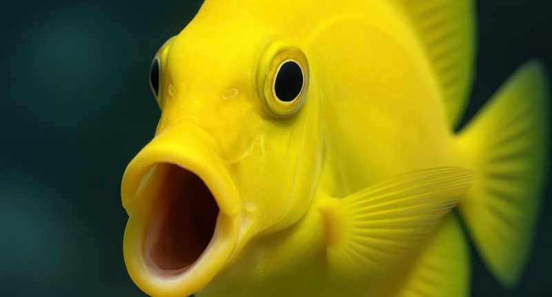 Surprised fish