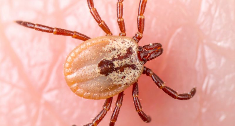 A tick on human skin