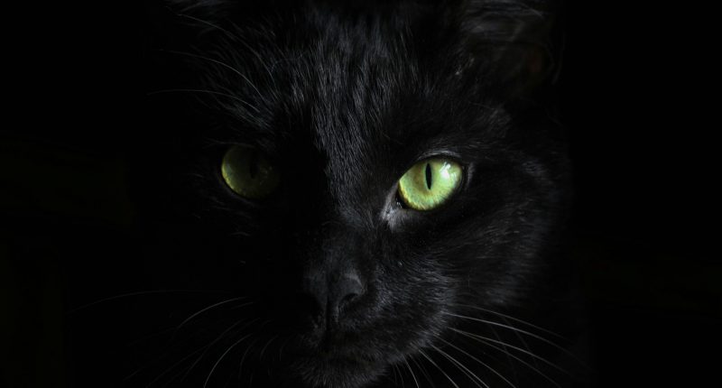 Black cat