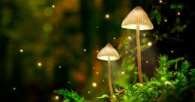 Magic mushrooms