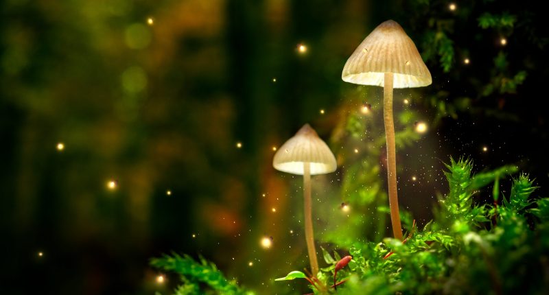 Magic mushrooms