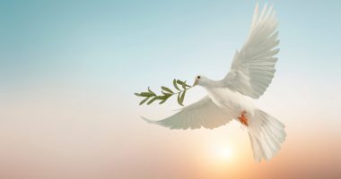The white dove peace symbol