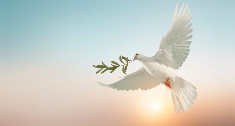 The white dove peace symbol