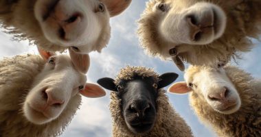 Sheep looking on in idle interest